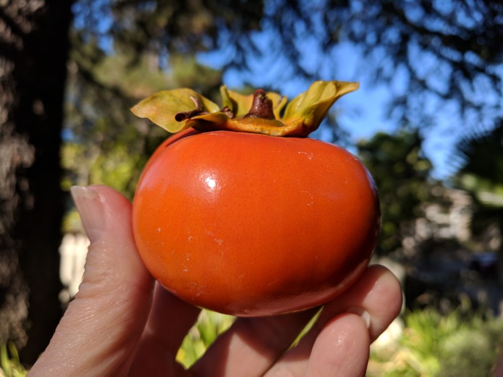 Hand holding up a ripe persimmon fruit against a background of blue sky, conifer tree limbs and shrubs. The persimmon is deep orange-red with yellowish-green sepals and a short stem visible at the top.  Photo by Ellen Friedman