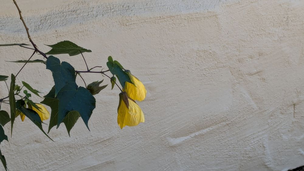 At left of photo is a spray of yellow hibiscus blooms and large, dark green leaves. The rest of the photo is an empty space in front of stucco wall where seconds before there was a hummingbird. Photo © Ellen Friedman 2025