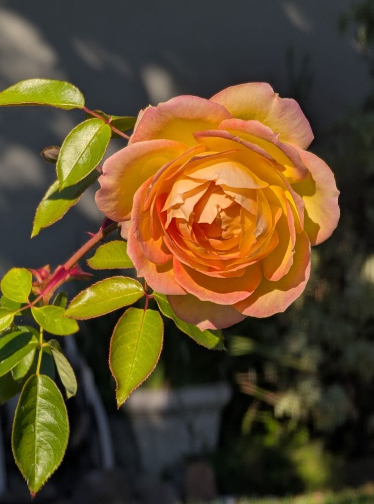 Close-Up photo of a a orange and golden tinged rose with bright green foliage on the left against a dark background. Photo by Ellen Friedman