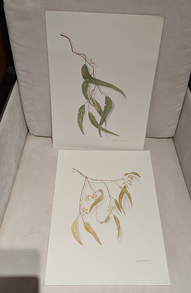 Two watercolor paintings of clusters of Eucalyptus leaves, one with grey-green colors and the other with golden and tan shades. Both paintings by Australian artist Sam Grumont https://bsky.app/profile/samgrumont.bsky.social. Photo by Ellen Friedman