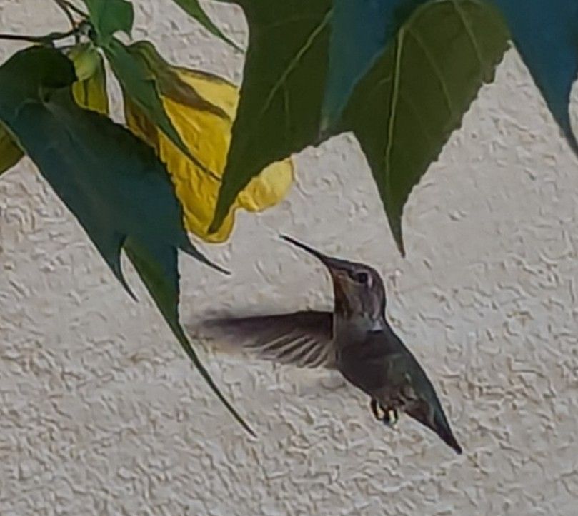Photo of a tubular yellow hibiscus flower in front of a light colored stucco wall. Flower is visited by a hovering hummingbird. Large green leaves surround the bloom and bird. Photo ©Ellen Friedman Aug 2025