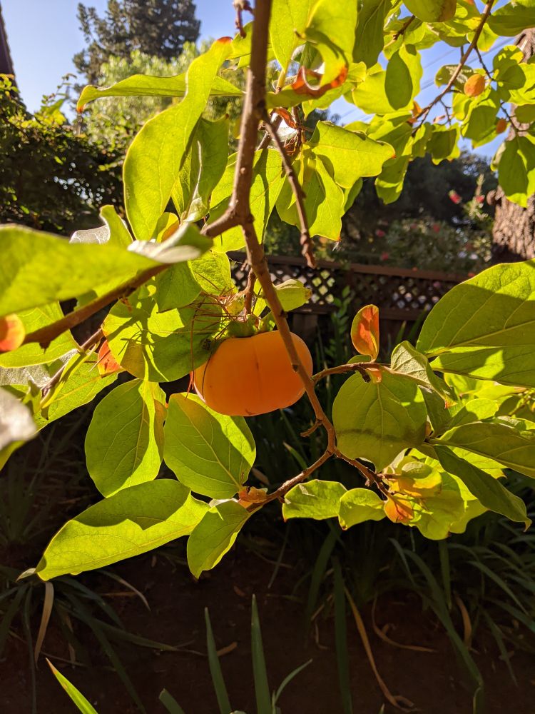 Yellow-green foliage with some turning reddish-orange on limb of a persimmon tree. One ripe fruit is seen in center of photo. Photo by Ellen Friedman