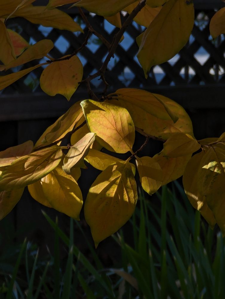 Photo of golden and russet colored leaves, backlit, with the veins of the leaves showing and dark background. Photo by Ellen Friedman