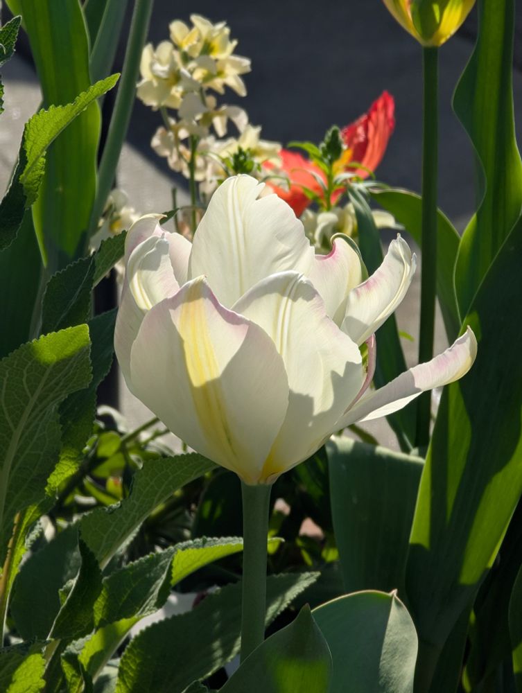 Large white tulip with pink and yellow tinged petals, very wide open, near end of its bloom. Seen in planter box in urban setting, with red, white and yellow flowers plus green foliage surrounding. Photo by Ellen Friedman