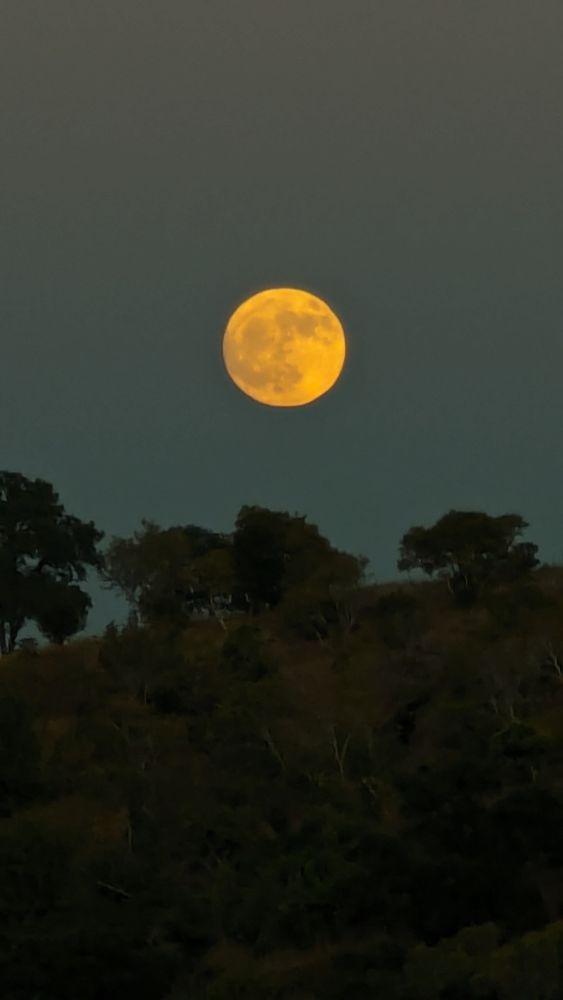 Bright gold looking full moon over dark hill and oak tree silhoutettes. Photo by Ellen Friedman 9 July 2025