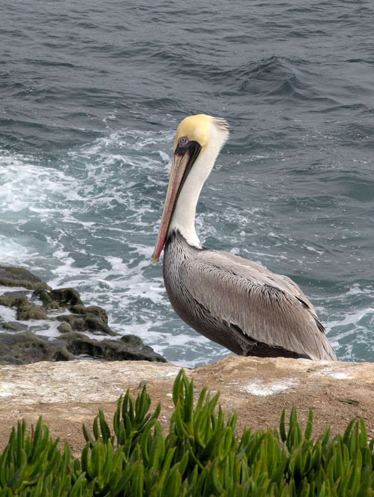 Brown pelican poised on a sandstone cliff by the Pacific Ocean. Pelican has brown-grey back, white neck, slight golden head, and light colored eye. Its beak is pulled close to its chest. Green sea-fig ground cover plants can be seen across the foreground. Waves crash around dark rocks below. Photo by Ellen Friedman Nov 2025