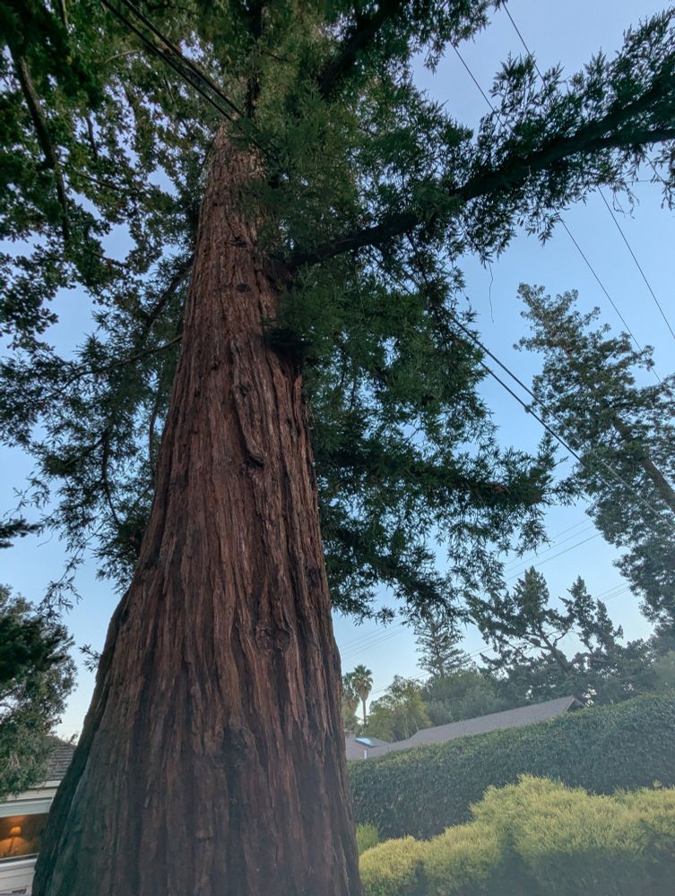 Photo looking up the trunk into foliage of a large redwood tree.