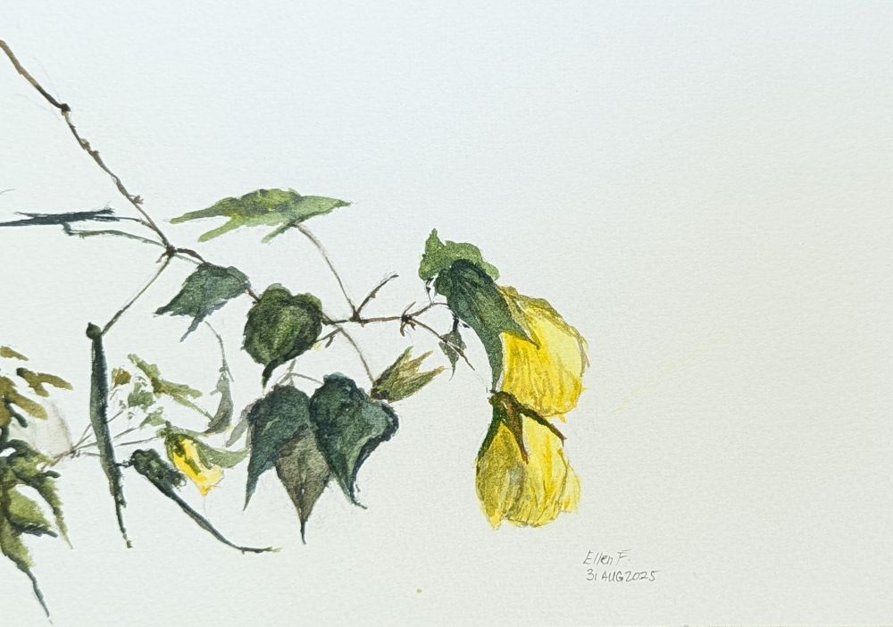 Small watercolor painting of green leaves and several bell-shaped yellow hibiscus flowers. Painting by Ellen Friedman