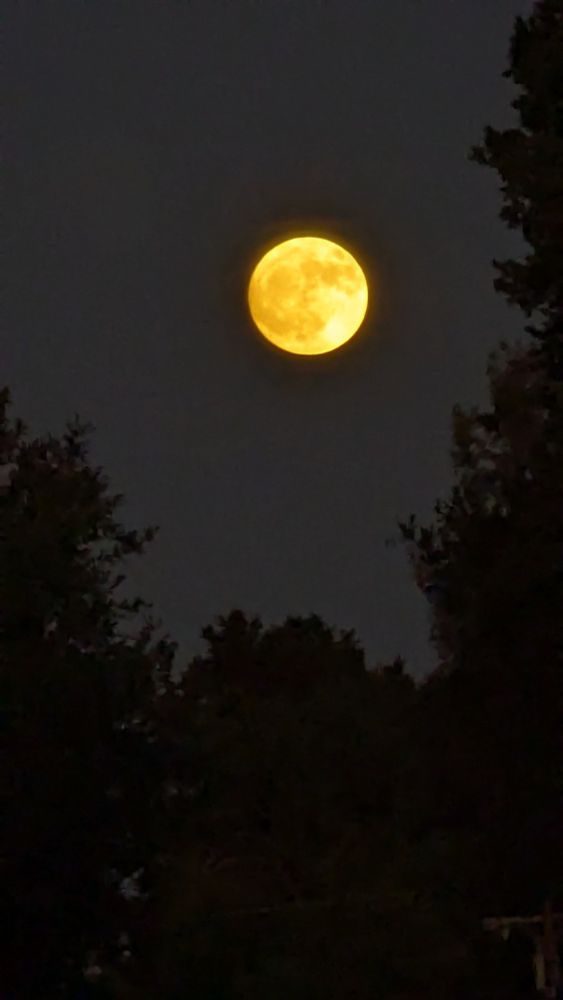 Dark yellow-gold looking full moon in dark charcoal sky, over dark tree top silhouettes. Photo by Ellen Friedman 9 July 2025