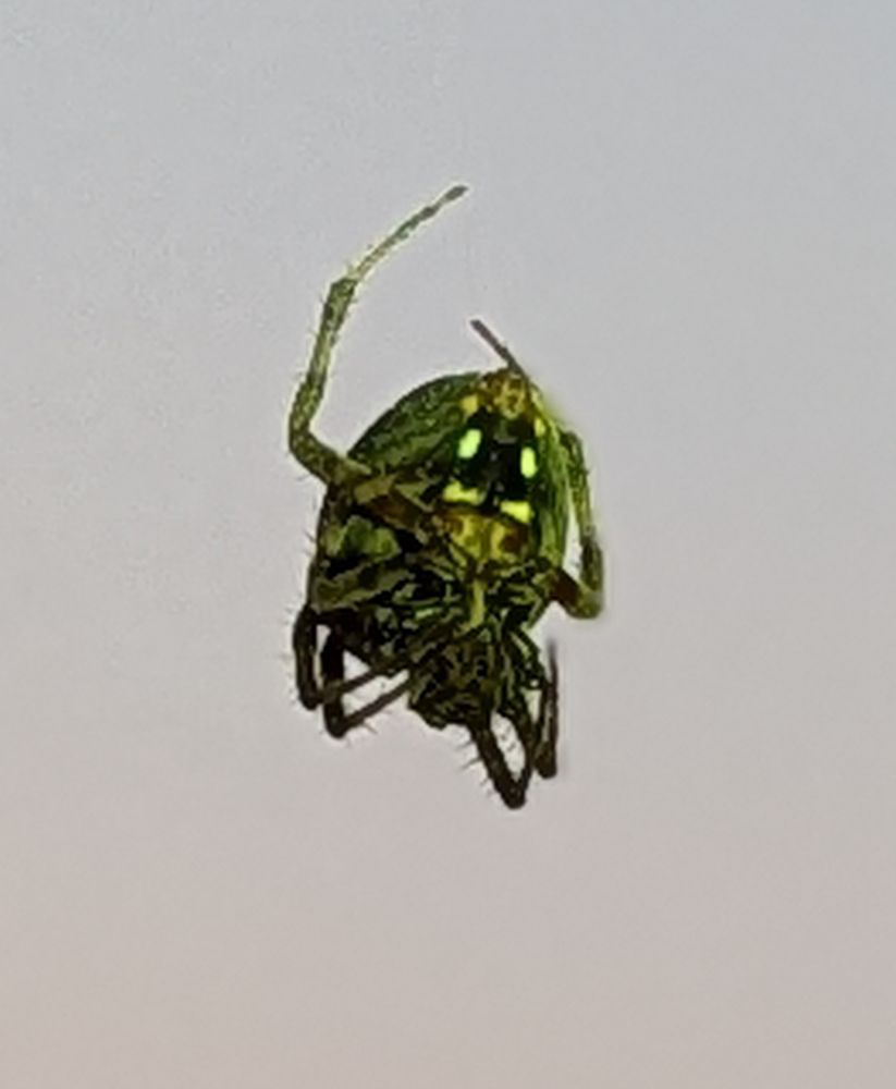 Green spider with lightet green spots on underside. Hanging suspended by a web thread near a building. Photo by Ellen Friedman