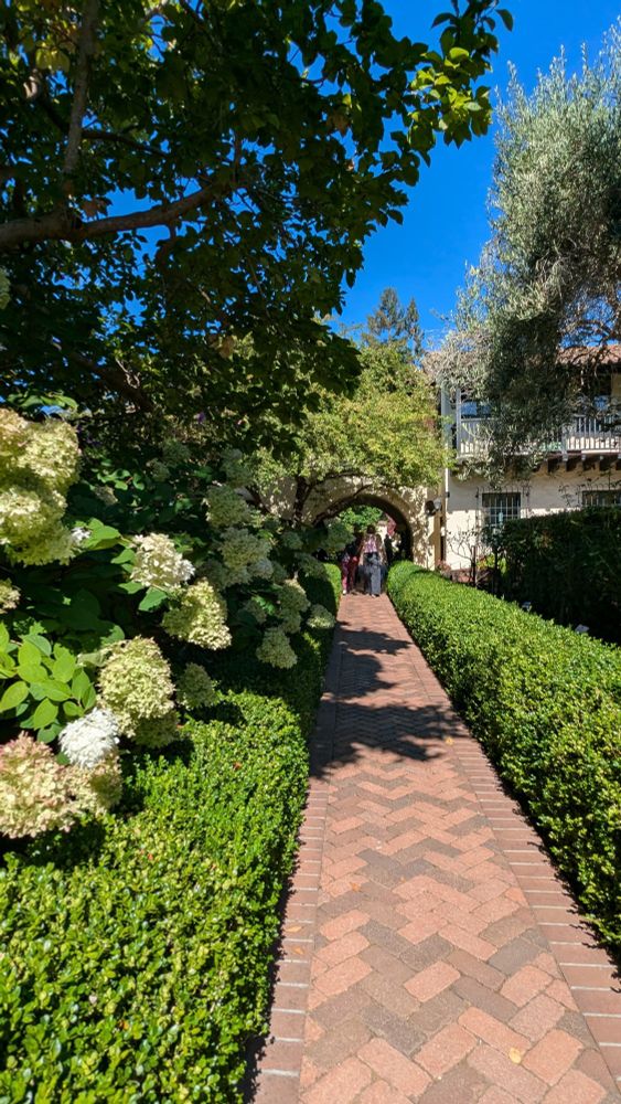 Photo of red brick garden walkway flanked by green box hedges and on the left tall light cream and pink hydrangea flowers. Far end of walkway passes under an arch in a light colored stucco wall. Very blue sky seen above. This is in town of Menlo Park, CA Photo by Ellen Friedman