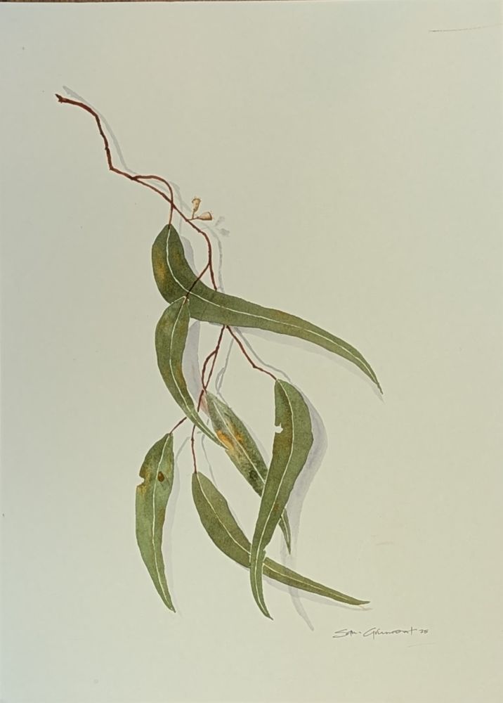 Vertical format watercolor painting by Australian artist Sam Grumont: a small branch of silvery green eucalyptus leaves painted in a realistic style with faint shadow on cream colored paper. Photo © Ellen Friedman 2025
