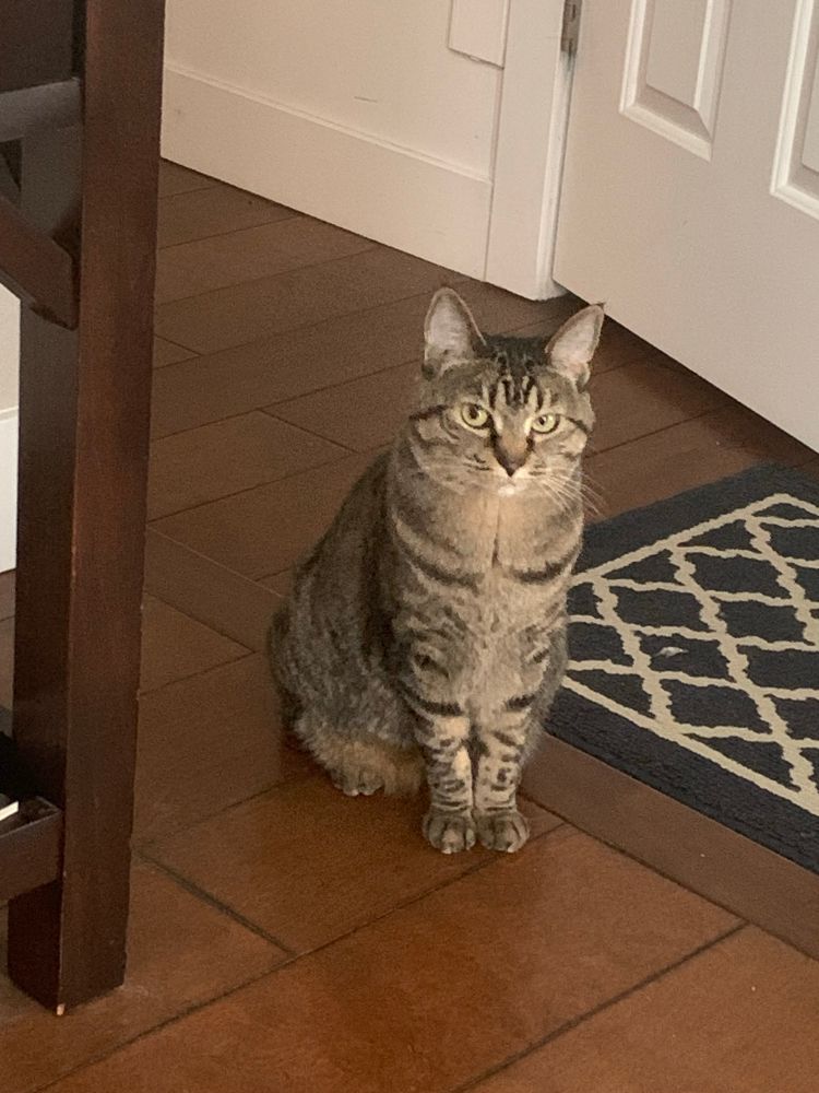 Tabby Manx cat looks at the camera with a knowing smirk 