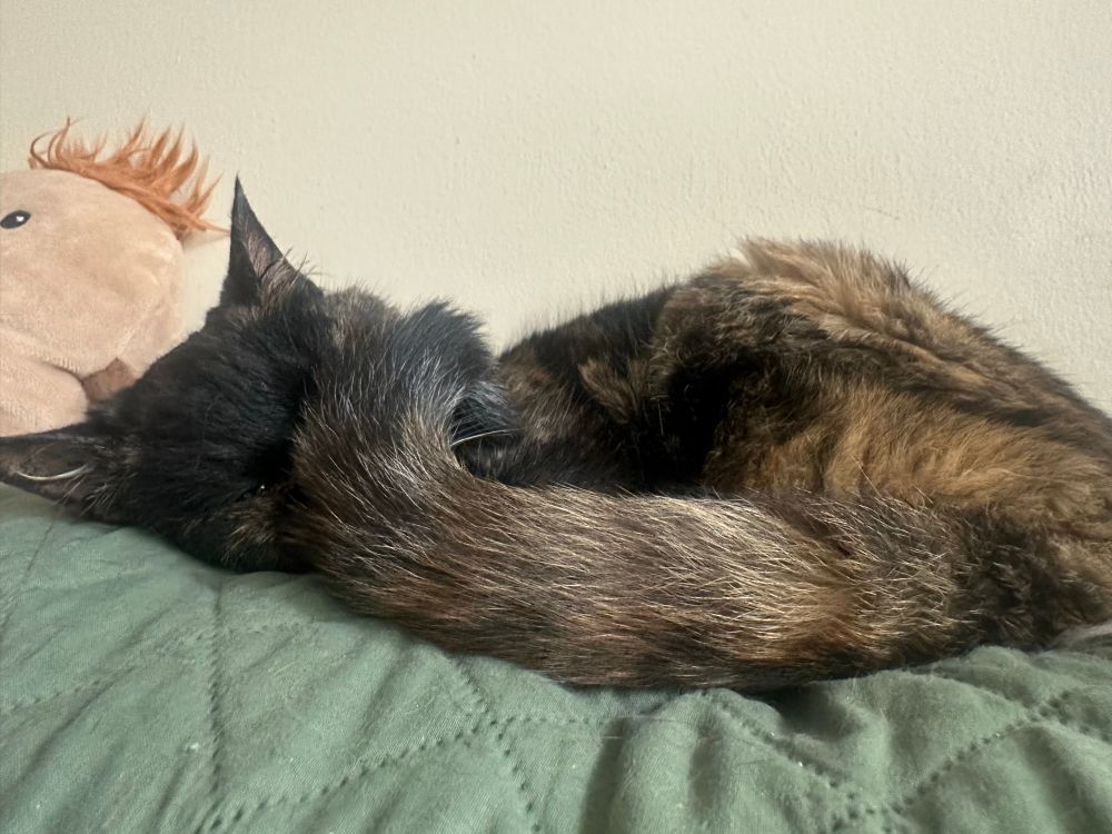 A tortoiseshell cat sleeps on the back of a green couch, her majestic tail swept toward and covering her face. Behind her head, a Potato Warmie(TM)—named Edgar Allan Poe-tato—is partially in the frame. 