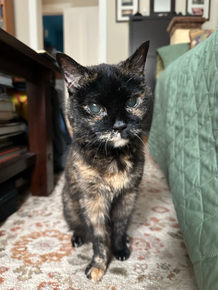 A tortoiseshell cat sits daintily between a coffee table and a green couch, wondering why no one is brushing her. 