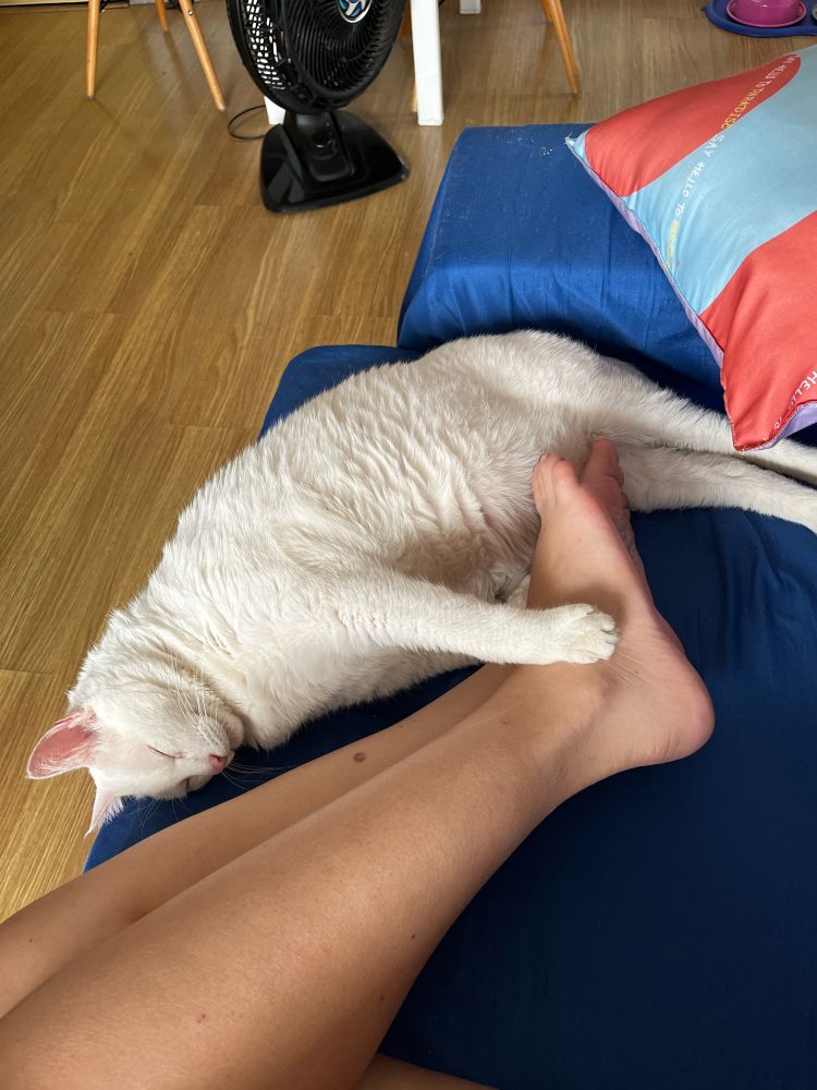 Gato branco dormindo com a pata nos pés de sua tutora.