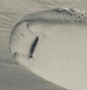 a imagem mostra a cara de um dos tubarões com a boca semi-aberta, só aproveitando o rolê a três