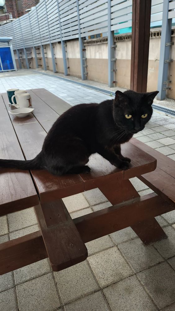 노란 눈의 검은 고양이가 정자 테이블에 앉아있다