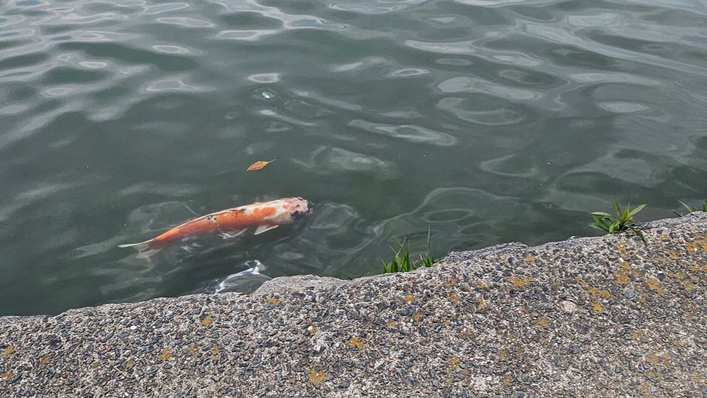 大濠公園の鯉