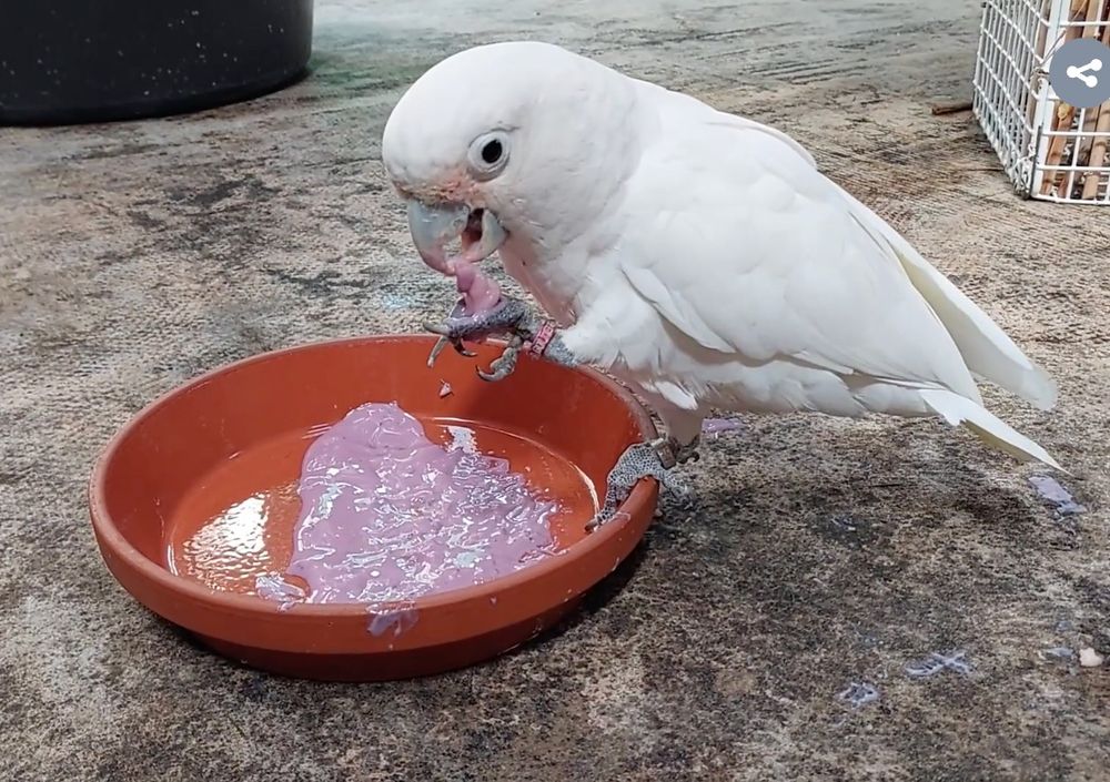 Screenshot of video from Zewald & Auersperg 2025: A white cockatoo is perched on the rim of a shallow red food dish with purple yogurt inside. The  cockatoo is using one foot to hold a yogurt-covered piece of pasta up to its beak. 