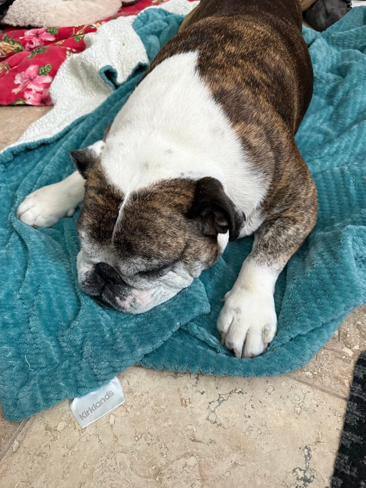A brindle English bulldog sleeping on a teal blanket