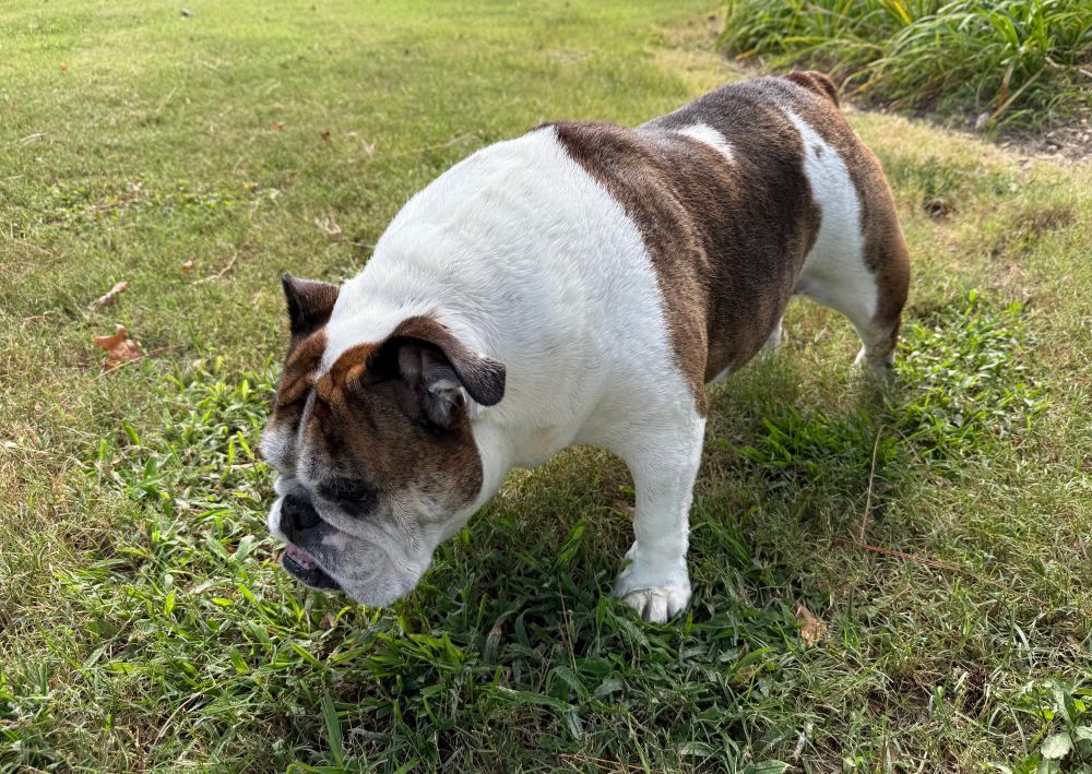 A brindle bulldog standing on grass