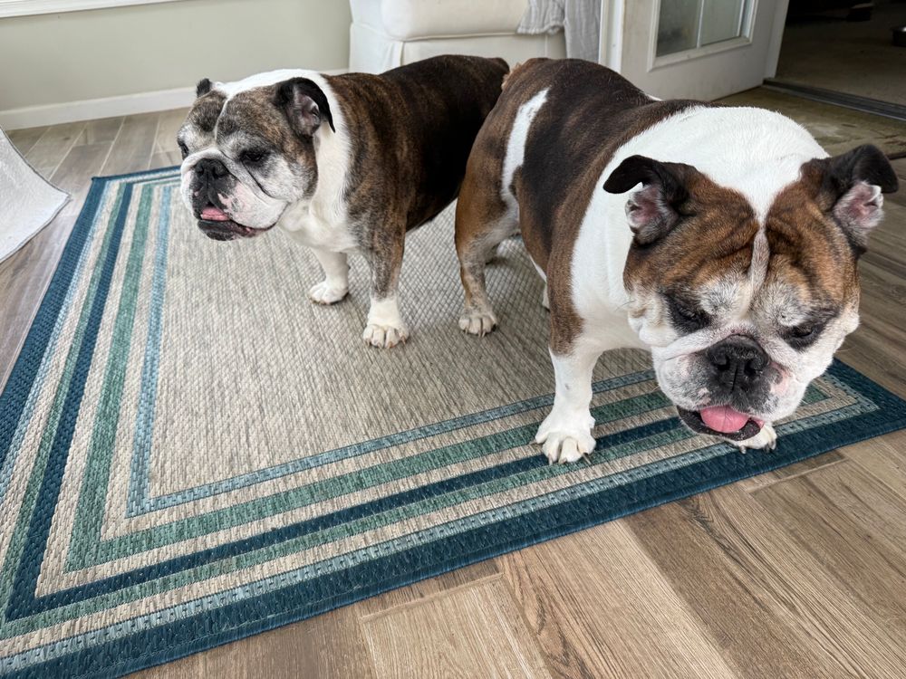 Two bulldogs with their tongues sticking out
