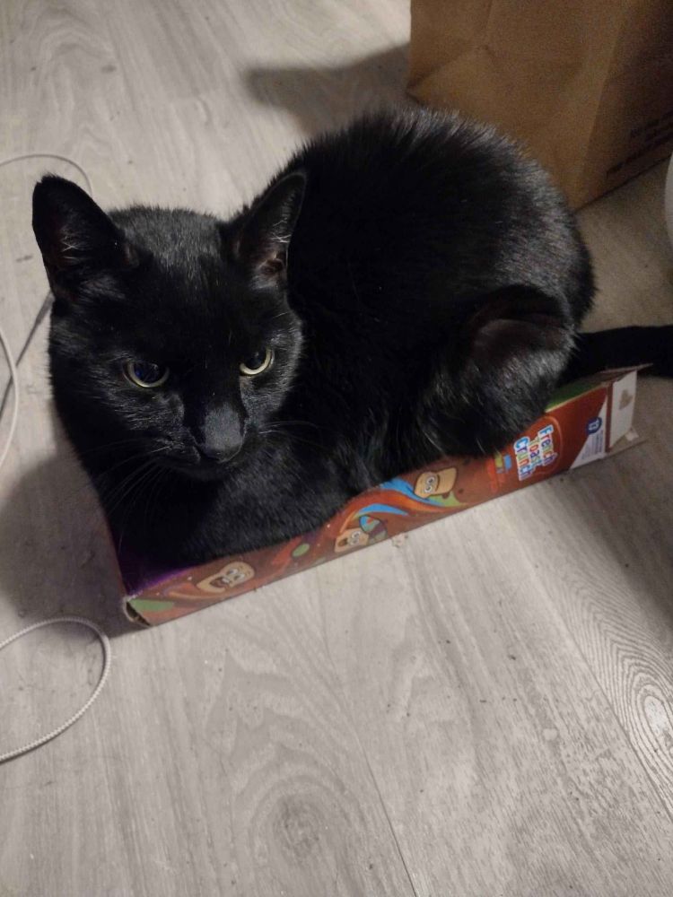 a black cat sitting on an overturned box of French Toast Crunch cereal