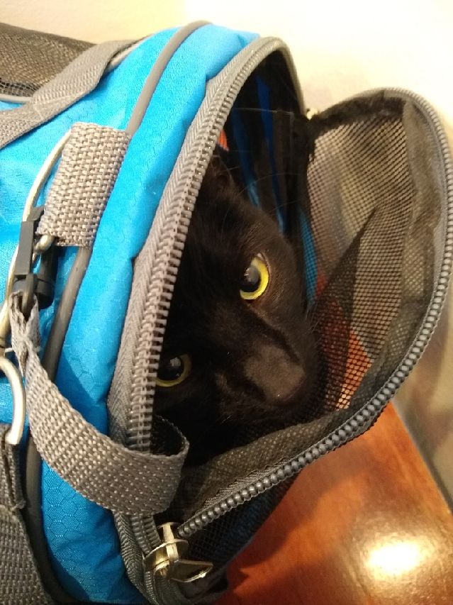 A black cat peeking out of a blue cloth cat carrier.