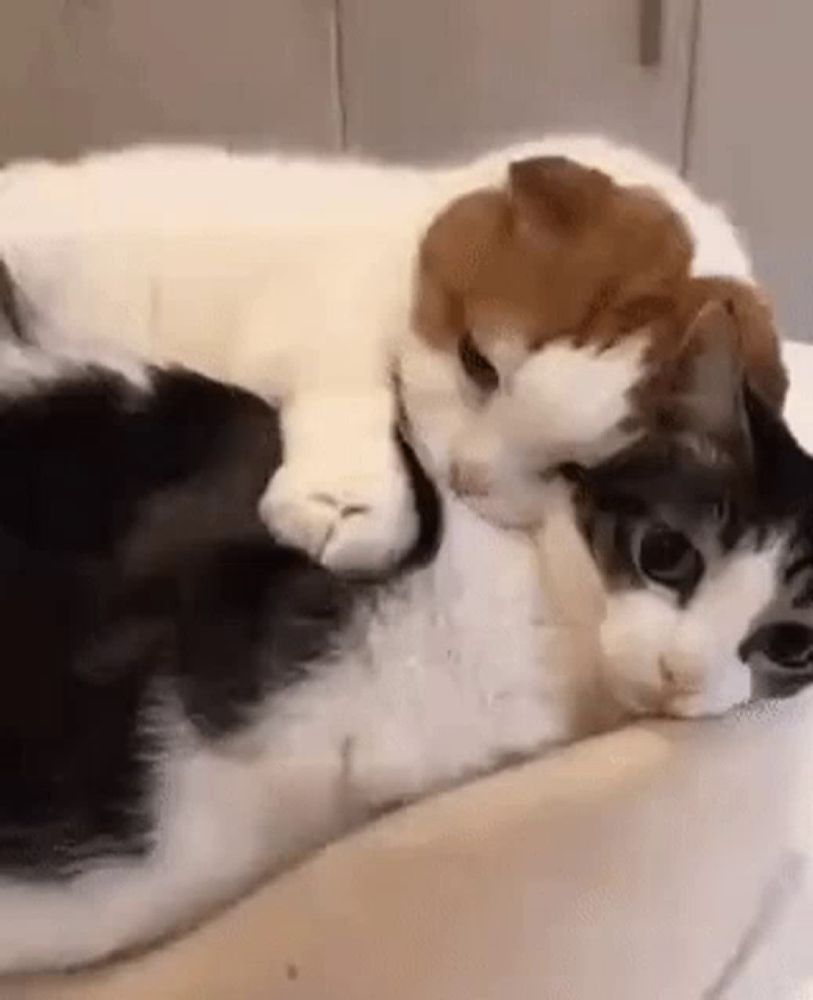 two cats are laying next to each other on a pillow .