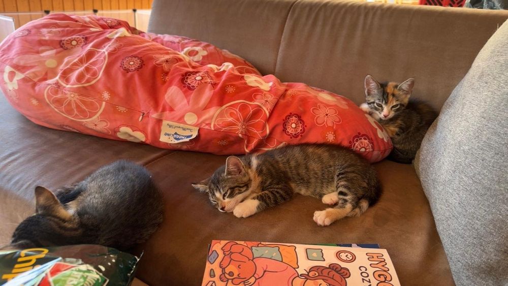 Auf einer Couch liegen drei Kitten sowie eine rote Decke. Dazu kommen noch Bücher und Naschereien.