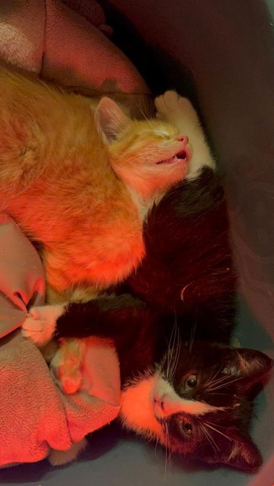 Zwei Kitten liegen beieinander. Da linke rote Kitten liegt mit angewinkeltem Kopf und offenem Maul auf dem unteren Körperteil des schwarz-weißen Kittens, das mit offenen Augen in die Kamera schaut.