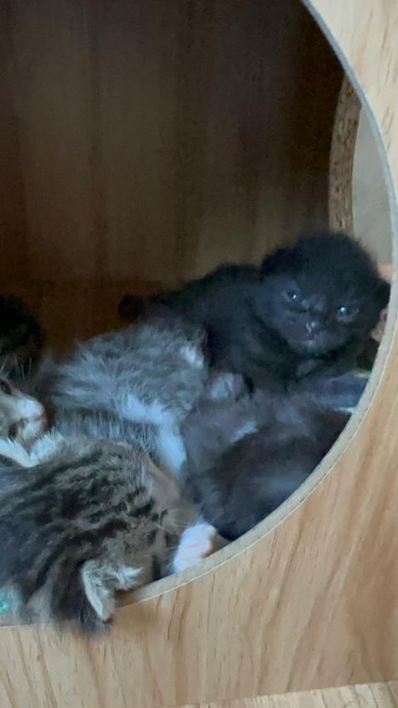 In einer Wurfhöhle liegen verschieden farbige Kitten mit ihren geöffneten Augen.