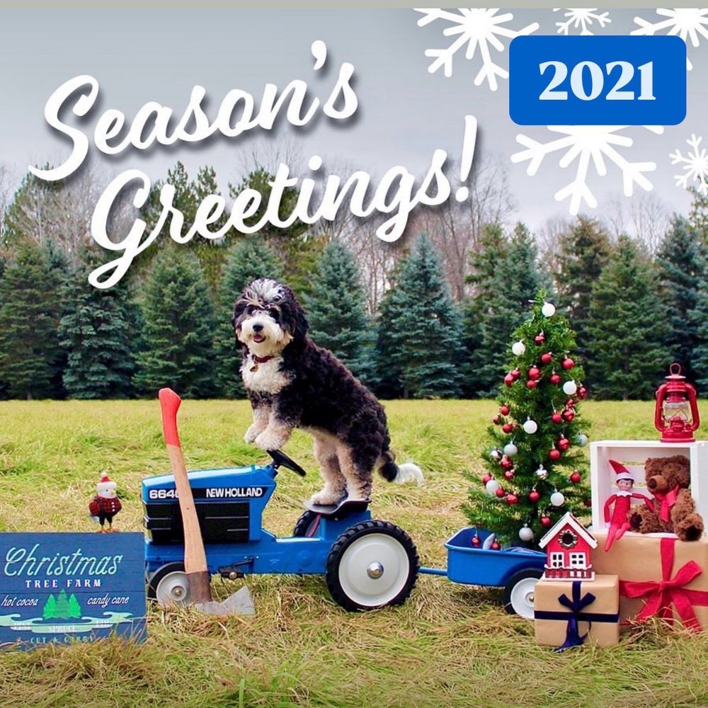 A mini bernedoodle posing on a small tractor with a Christmas tree