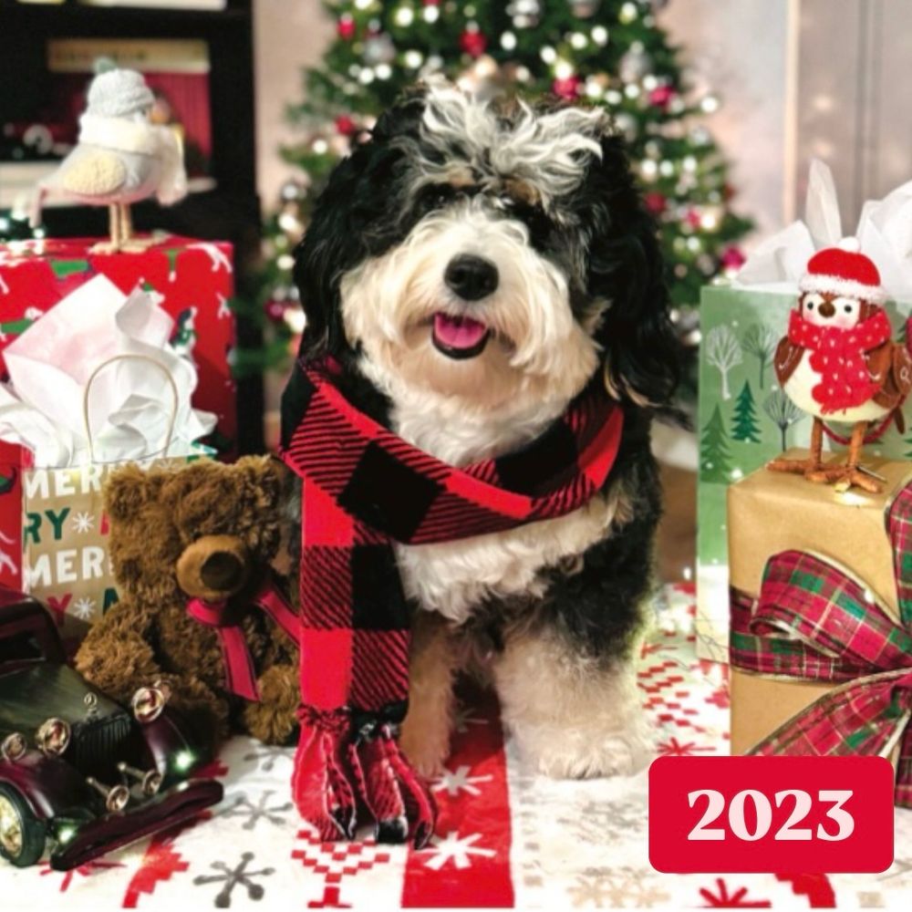 A mini bernedoodle surrounded by Christmas gifts
