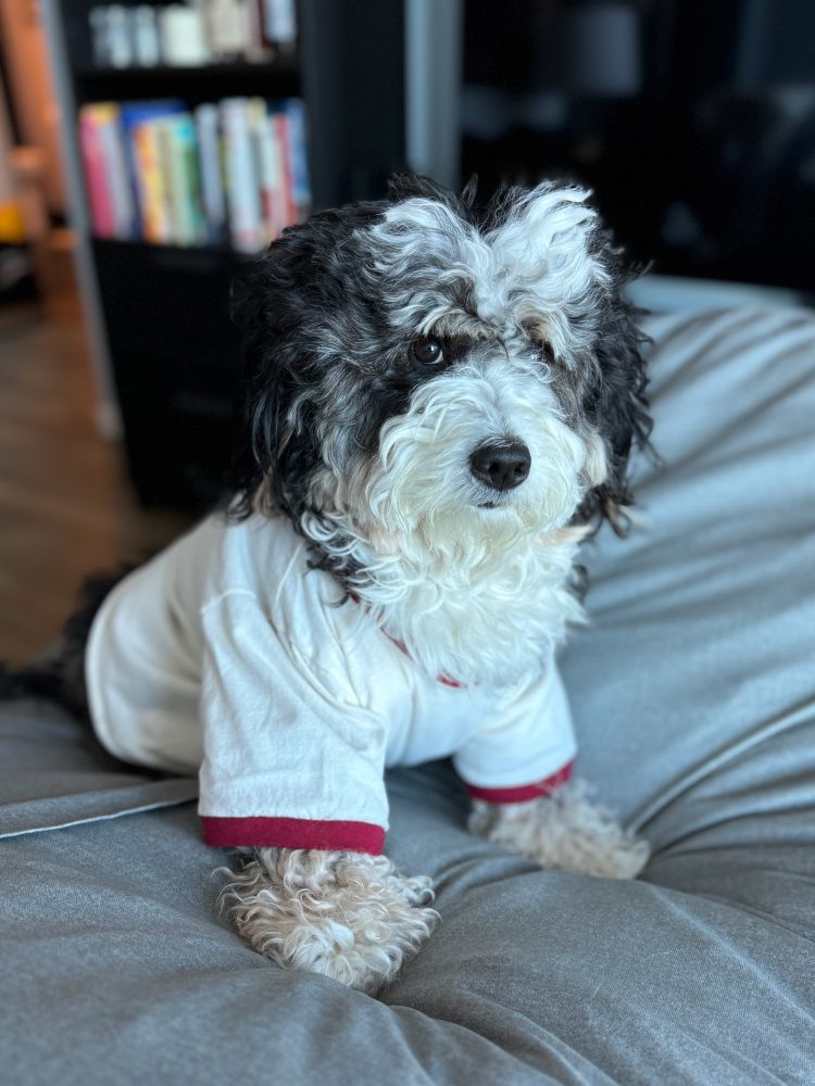 Bernedoodle irritated that she’s wearing a shirt or awake during January 2025. 
