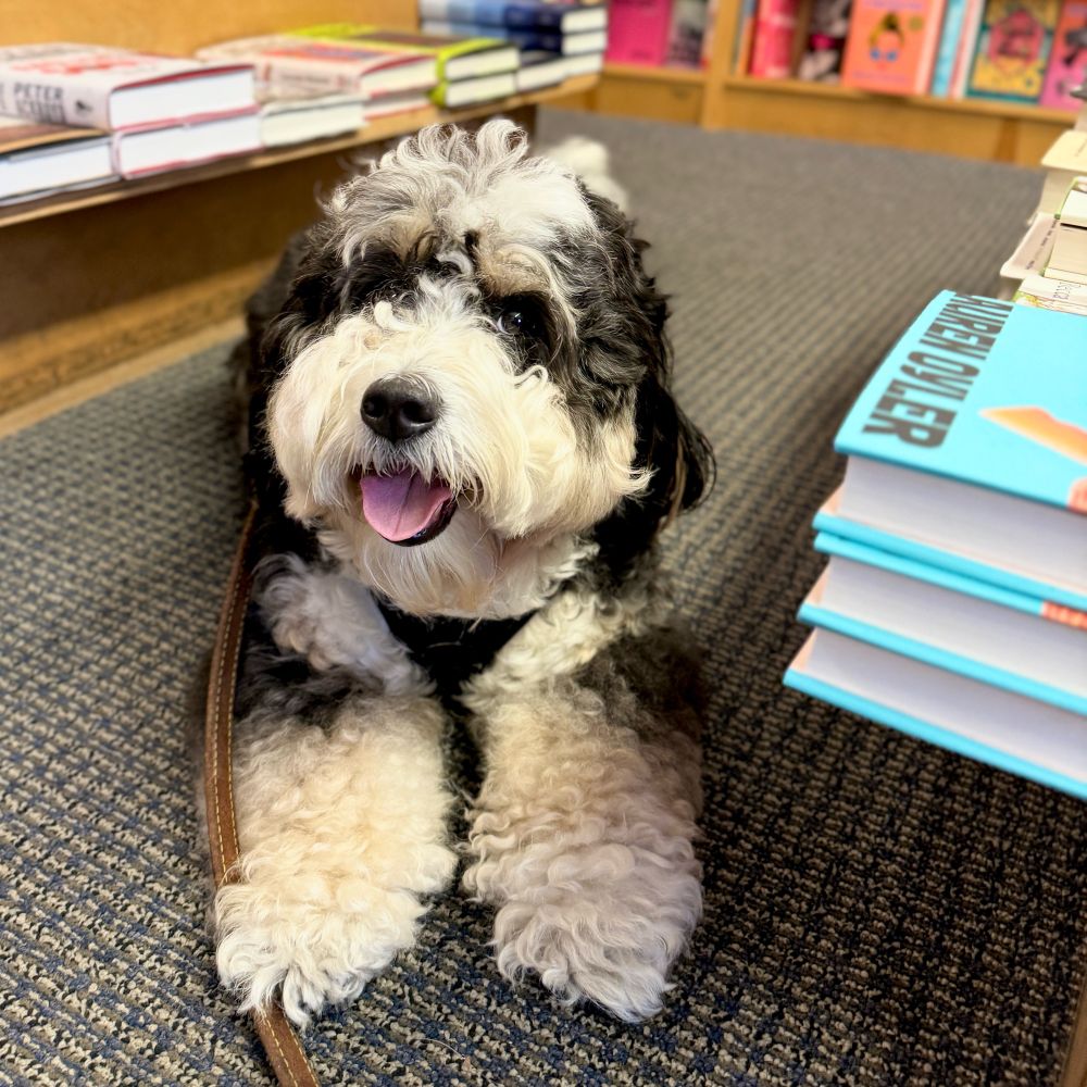 Mini bernedoodle in a bookstore