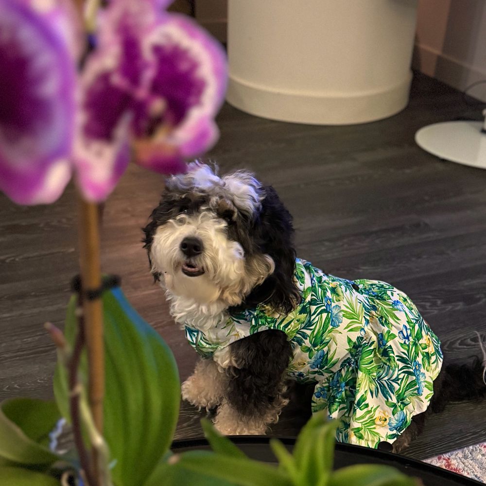 Mini bernedoodle in a floral sundress