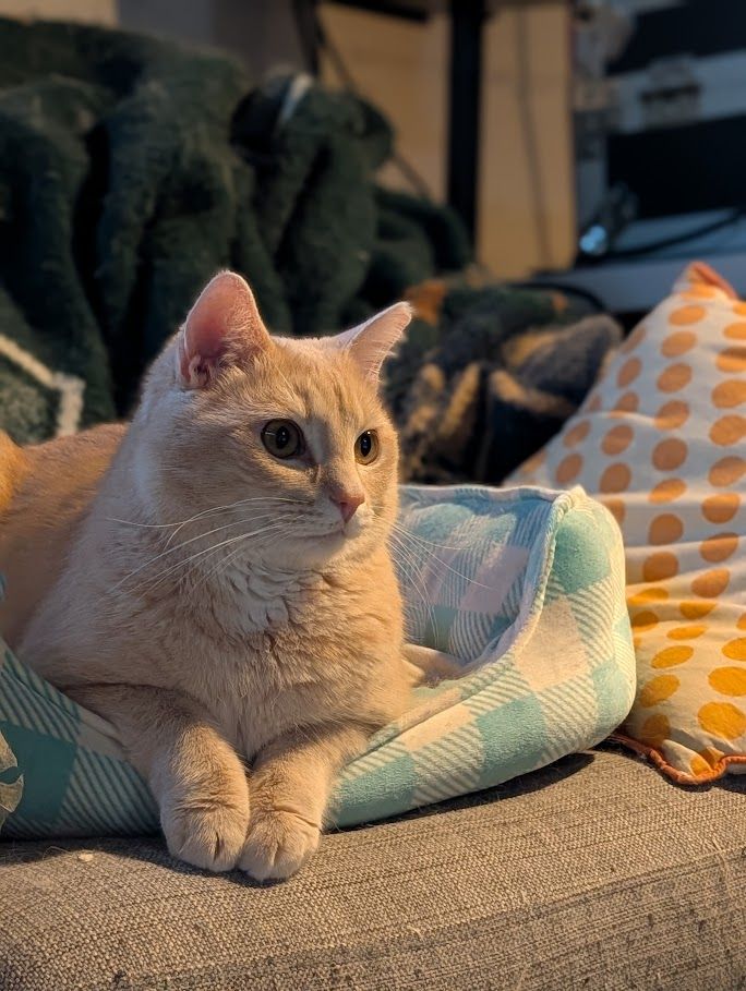 Close-up portrait of a buff-colored cat sitting on a cat bed on a loveseat