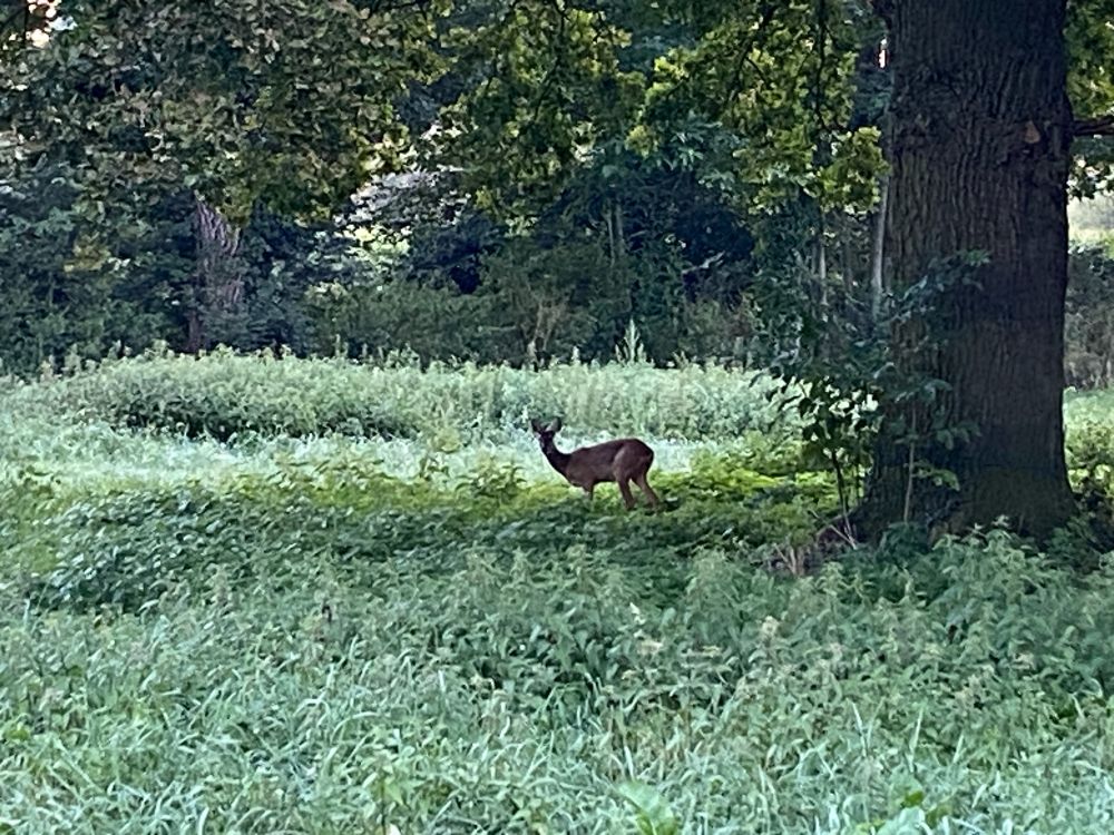 Reh im Morgengrauen neben einem großen Baum auf einem Feld.
