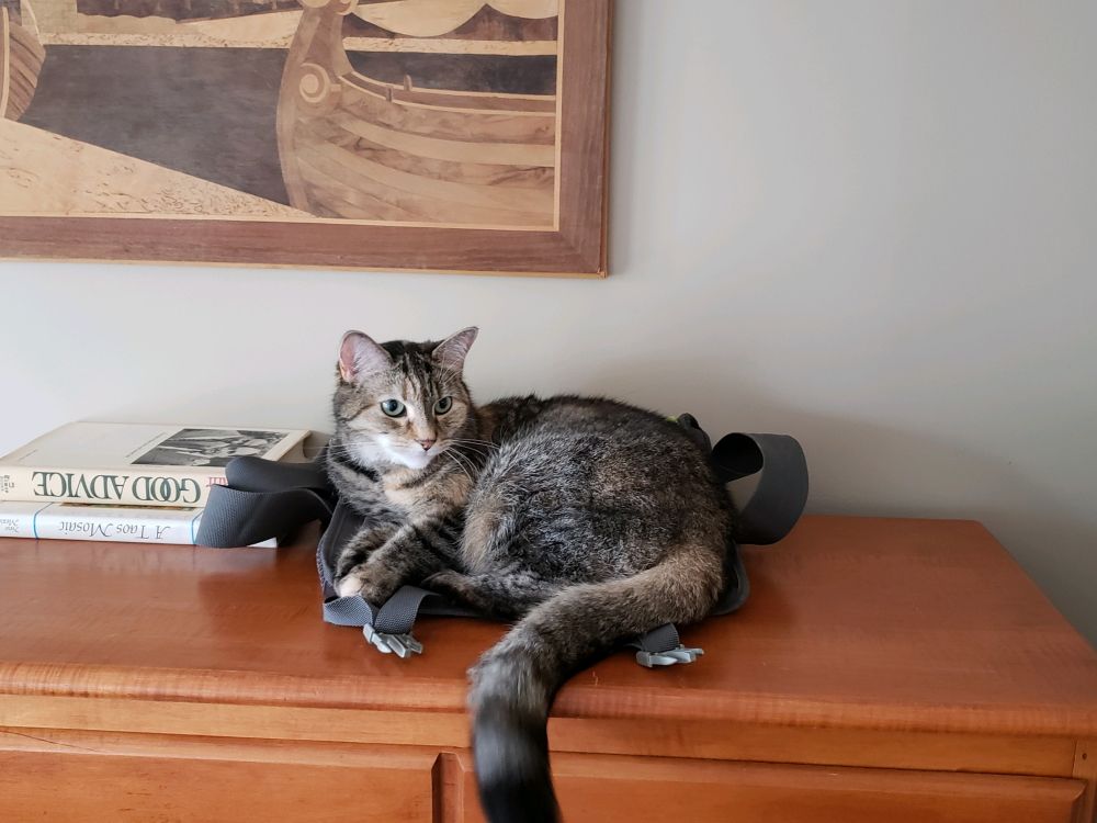 My deceased gray tabby Titi curled up on top of a chest of drawers.