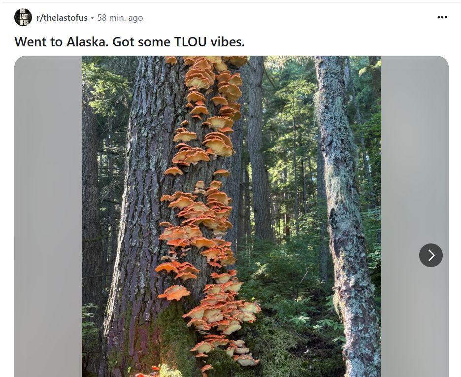 Publicação feita no subreddit do jogo The Last of Us. A foto mostra uma árvore com diversos cogumelos alaranjados crescendo em sua casca. A árvore está cercada por várias outras árvores altas e com troncos finos. A legenda do post diz: Went to Alaska. Got some TLOU vibes.