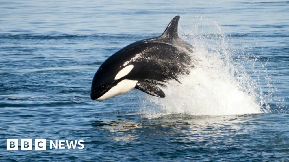 Killer whale v shark: Solo orca eats great white