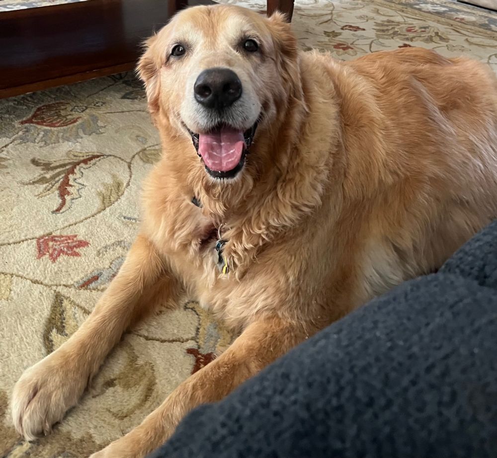 Golden Retriever looks up at camera with happy dog face. 