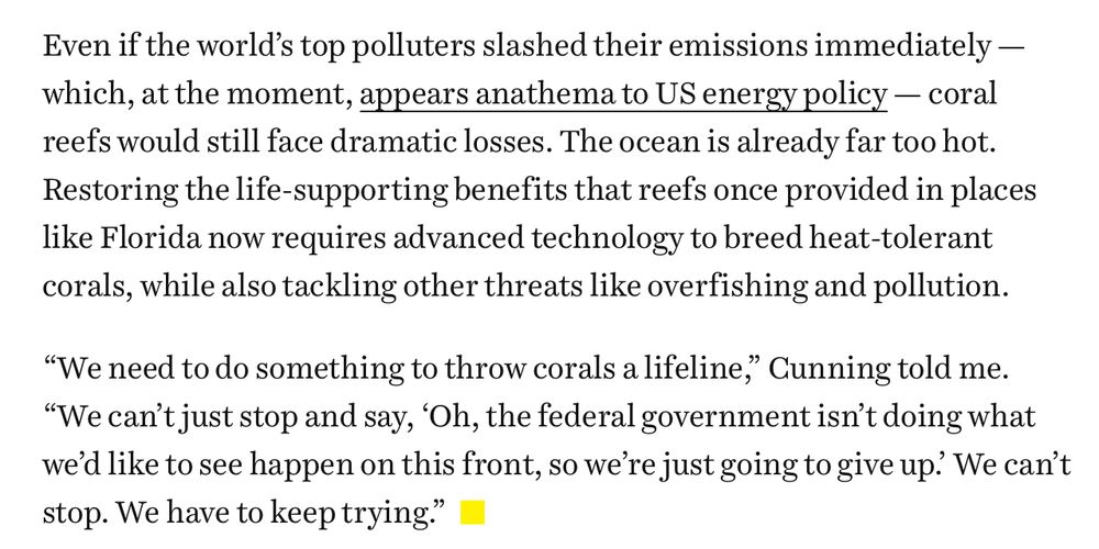 Even if the world’s top polluters slashed their emissions immediately — which, at the moment, appears anathema to US energy policy — coral reefs would still face dramatic losses. The ocean is already far too hot. Restoring the life-supporting benefits that reefs once provided in places like Florida now requires advanced technology to breed heat-tolerant corals, while also tackling other threats like overfishing and pollution.

“We need to do something to throw corals a lifeline,” Cunning told me. “We can’t just stop and say, ‘Oh, the federal government isn’t doing what we’d like to see happen on this front, so we’re just going to give up.’ We can’t stop. We have to keep trying.”