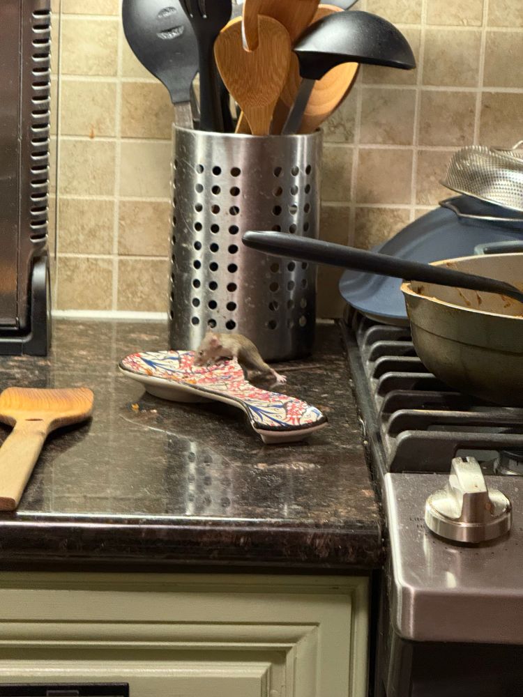 Grey house mouse creeping onto the spoon rest on a counter 