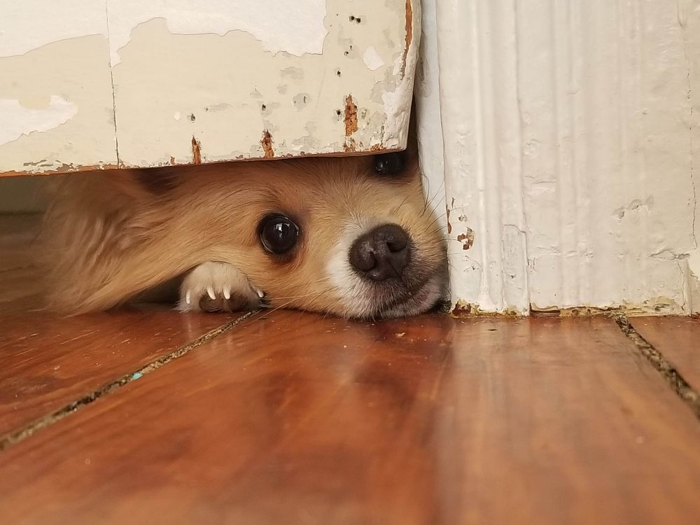 Finnegan the Pomeranian sticking his face under a door