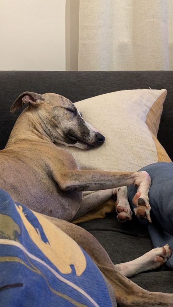 Whippet asleep on her side on a sofa. Her head resting peacefully on a cushion while her arms are outstretched infront of her