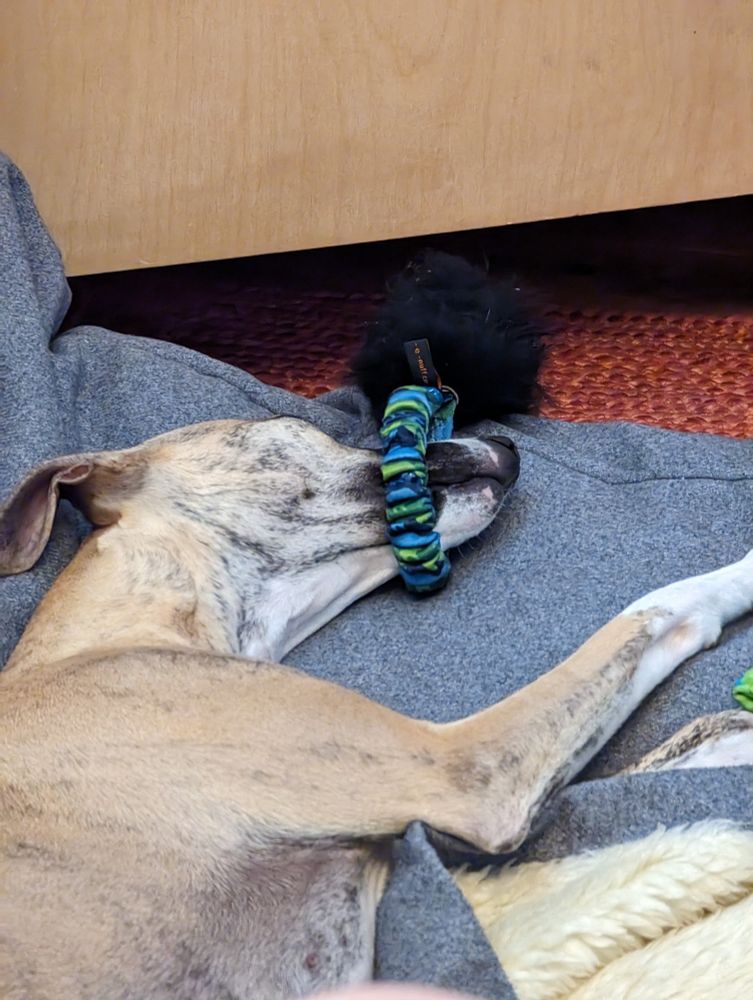 My dog alseep with her snout poking through the handle of one of her toys