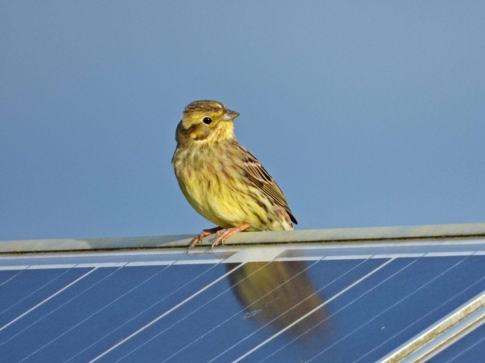 Yellowhammer perching on a solar panel at a solar farm.